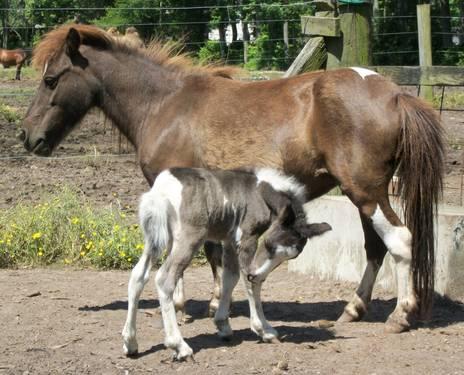 Miniature Horse Filly Foal - 50/50 Black & White Paint