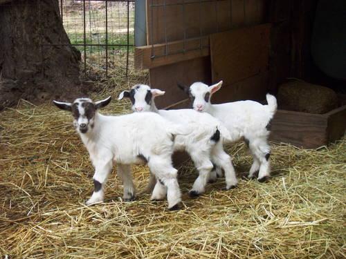 Miniature silky fainting goats