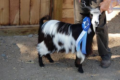 Miniature Silky Fainting Goats