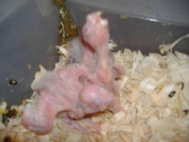 MORE BABY SUNS HATCHING SOON $125 EA IF 5 OR MORE ARE TAKEN EACH TIME
