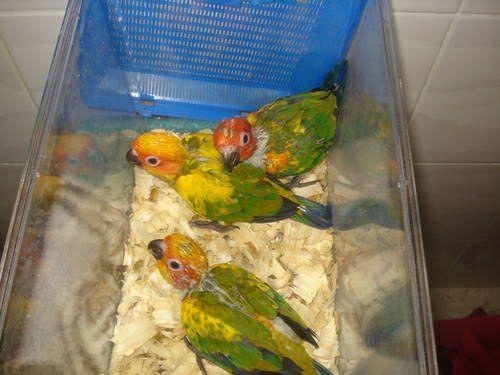 *NEGOTIATIOABLE* 6 week old sun conures, one for $290 or two for $550
