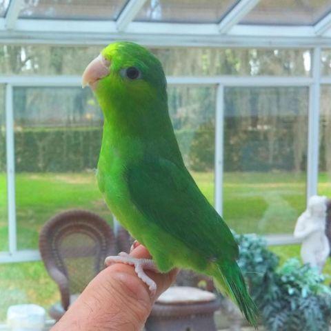 New Line of Green Rump Parrotlets