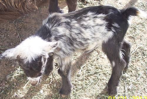 Nigerian Dwarf Goat Bottlefed Babies