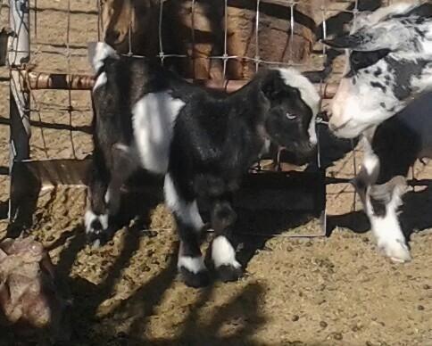 Nigerian Dwarf Goat & Nubian goats all colors Arizona