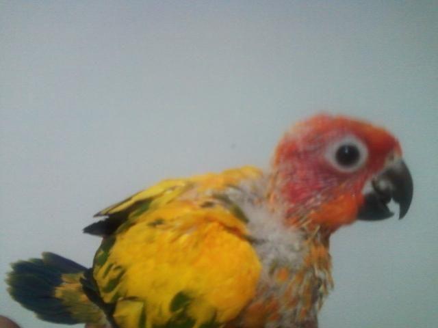 ONE BABY SUN CONURE AVAILABLE $150 (772)285-5947