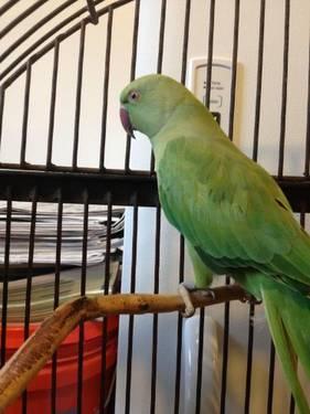 One pair of each Latino and Blue Ringneck breeders