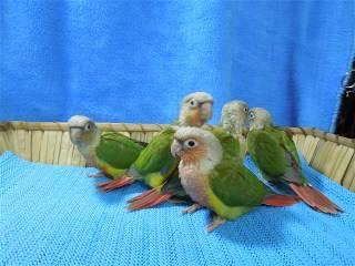 Only 2 Pineapple Green Cheek Conure babies left!!