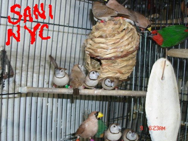 Owl Finches (Fawn) + Chestnet Breasted Mannikin