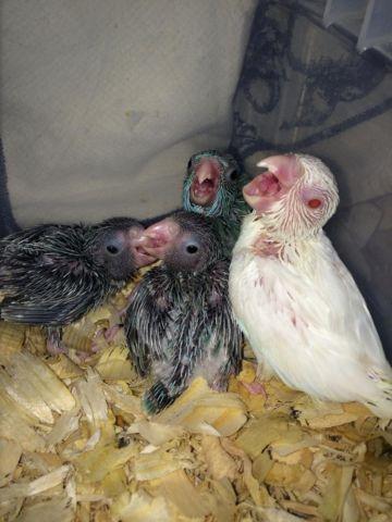 Pacific Parrotlets Available - Hand-Reared/Tame Babies