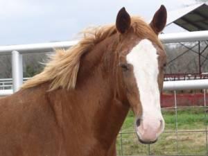 Paint/Pinto - Tami - Medium - Adult - Female - Horse