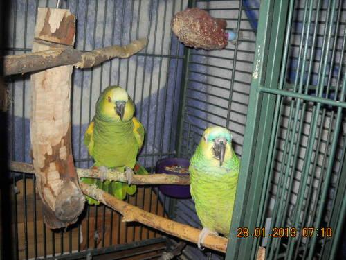 pair of blue front amazons with cali cage and nest for sale 1000.00