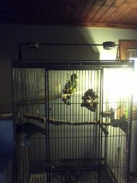 Pair of blue fronted Amazons for sale or trade...1000$ with cage