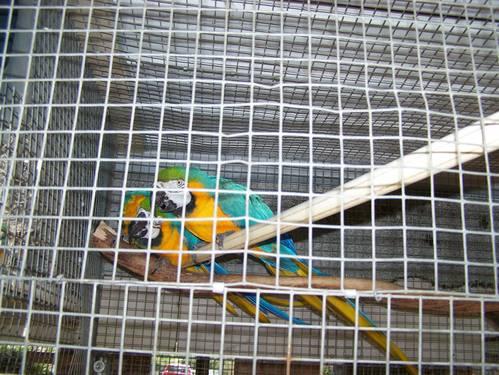Pair of Blue & Gold Macaw Proven Breeders