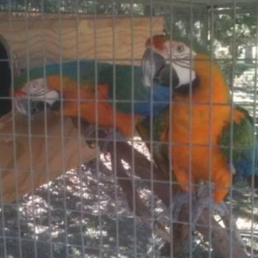 Pair of Catalina macaws