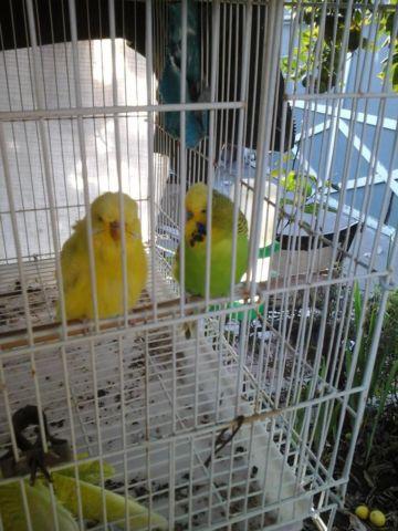 pair of english parakeets