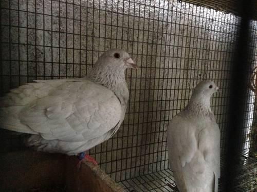 Pair of homer pigeon