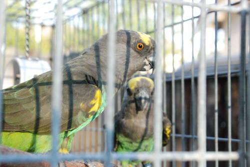 Pair of Meyers parrots with LARGE flight aviary