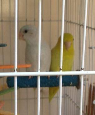 Pair of Parrotlet - American White and Yellow