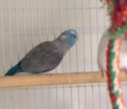 Pair of Parrotlets - Blue Pied and Albino