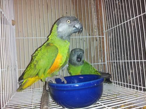 Pair of senegal parrots