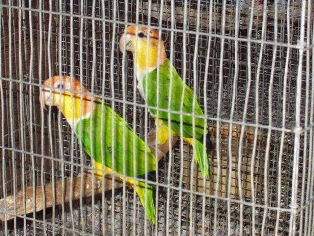 Pair of white belly caique perfect feathers