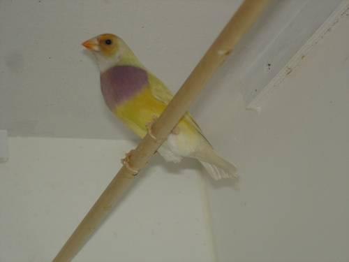 Pair of Yellow Lady Gouldian finches
