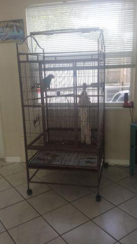 Pairs of amazon parrot breeders for sale.