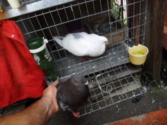 Palomas buchonas voladoras, pigeons for sale, palomos cubanos