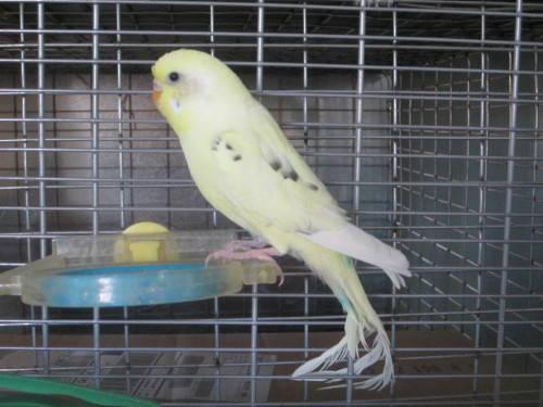 Parakeet (Other) - Parakeet Pair - Small - Young - Bird