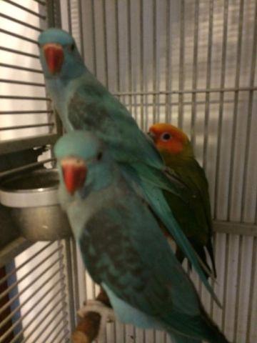 Parakeet (Other) - Parakeets - Small - Adult - Bird