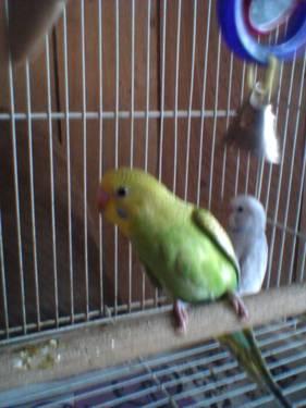 Parakeet (Other) - Parakeets - Small - Young - Bird