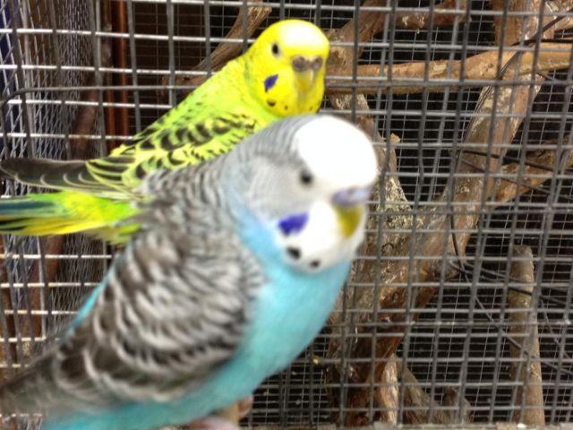 Parakeets Only $5.00 ea firm