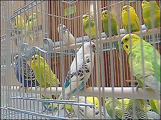 parakeets