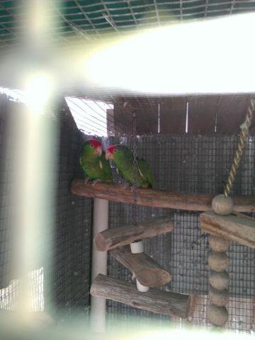 Parrot Breeder Pairs and singles for sale