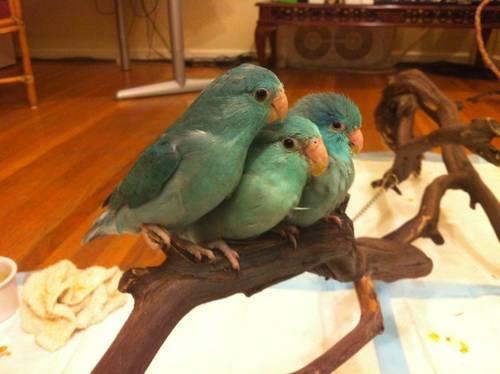 Parrotlets Baby