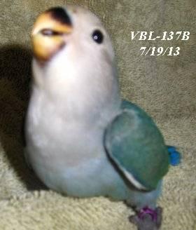 Parrotlets Hand fed babies