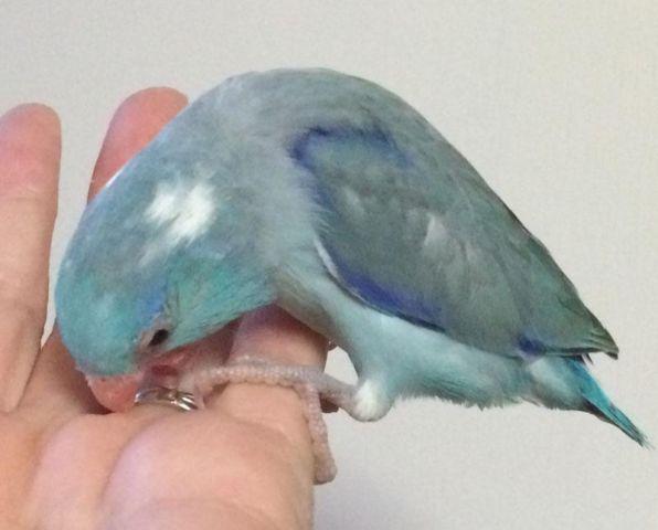 Parrotlets - handfed blue pied male & blue female