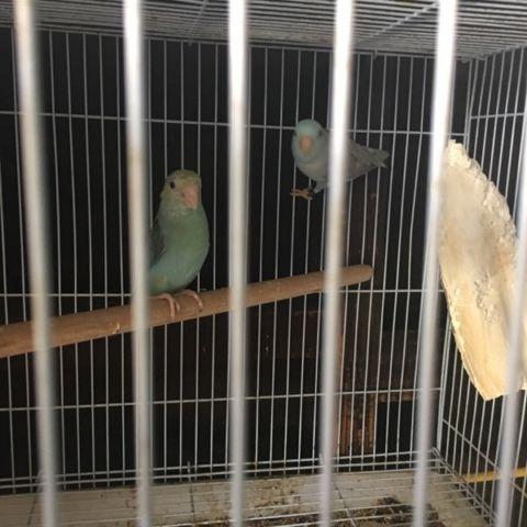 Parrotlets pocket parrot young and old