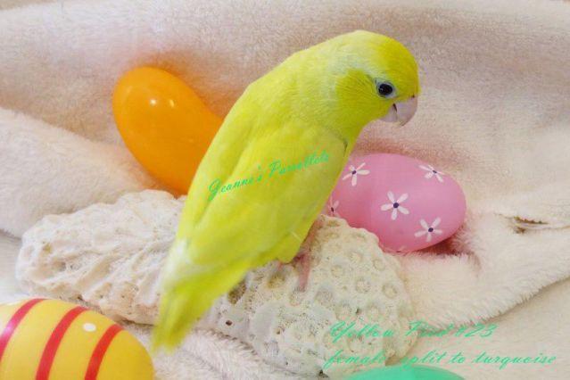 Parrotlets*Yellow Pied, Dilute Blue Pied,Turquoise, 3/18/14