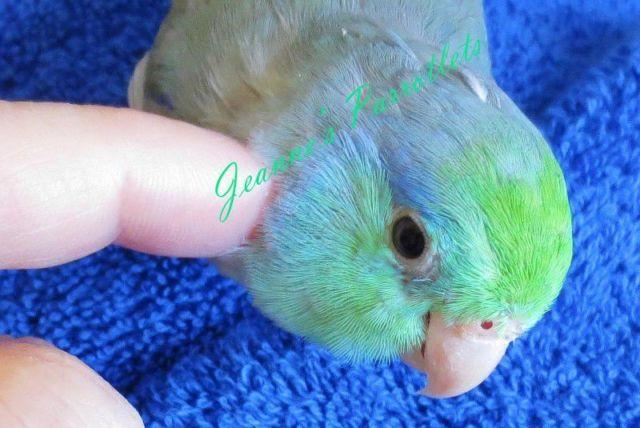 Parrotlets*Yellow Pied, Dilute Blue Pied,Turquoise, 4/17/14