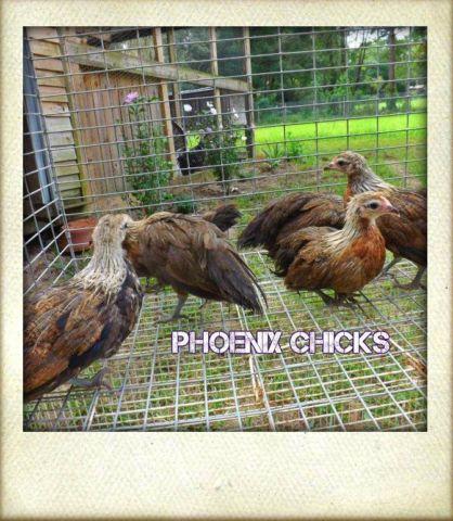 phoenix chicks for sale