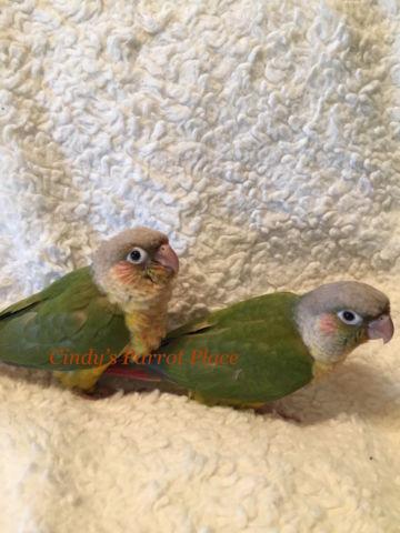 Pineapple Conure Available