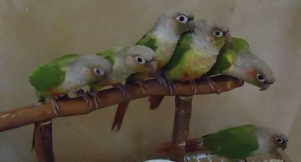 Pineapple Conure Babies - Sweet and Tame
