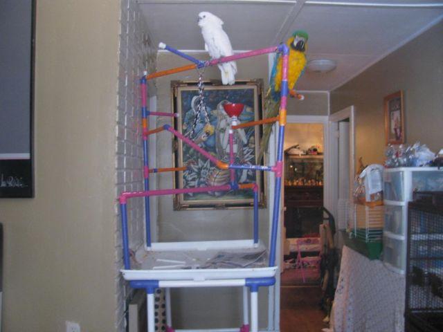 play gym bird stand for medium to ex large bird