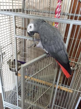 Playful Congo African Grey Parrots For Sale