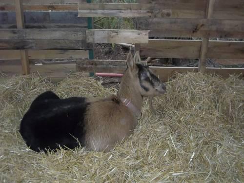 Playful Loving Goats (mother/daughter)