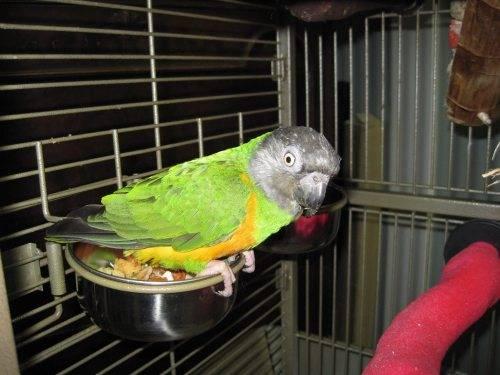 Poicephalus/Senegal - Merlin - Senegal - Small - Adult - Bird