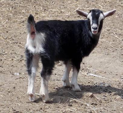 Polled Mini Toggenburg Goats - Doe and Doelings