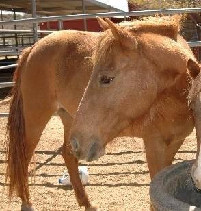 Pony - Mindy - Small - Young - Female - Horse