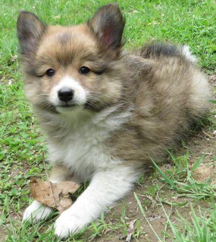 POSHIE PUPPY (Sheltie-Pomeranian mix)! Adorable, Fluffy, Small! for sale in  Antrim, New Hampshire - Animals nStuff